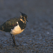 Northern Lapwing